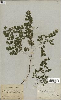 spécimen de Adiantum cuneatum