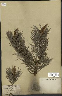 spécimen de Pinus sylvestris