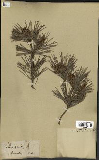 spécimen de Pinus sylvestris