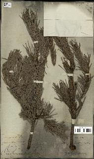spécimen de Pinus sylvestris
