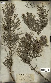 spécimen de Pinus sylvestris