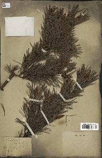 spécimen de Pinus sylvestris