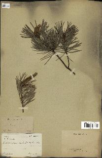 spécimen de Pinus sylvestris