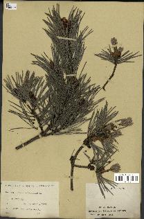 spécimen de Pinus sylvestris