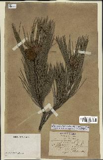 spécimen de Pinus nigra