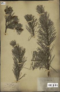 spécimen de Pinus sylvestris