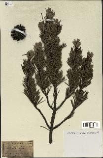 spécimen de Pinus uncinata