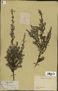 spécimen de Juniperus communis