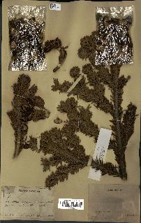 spécimen de Abies mariesii