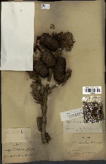 spécimen de Abies mariesii