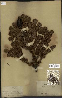 spécimen de Abies mariesii