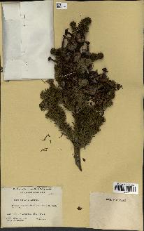 spécimen de Abies mariesii