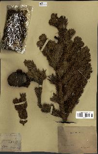 spécimen de Abies mariesii