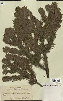 spécimen de Abies mariesii