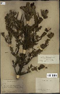 spécimen de Abies koreana
