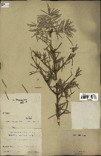 spécimen de Abies holophylla