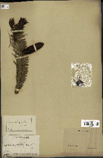 spécimen de Abies holophylla