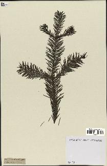 spécimen de Abies religiosa