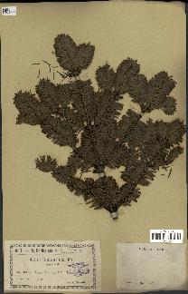 spécimen de Abies balsamea