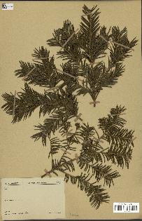 spécimen de Taxus baccata