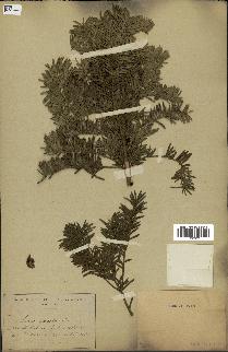 spécimen de Taxus baccata