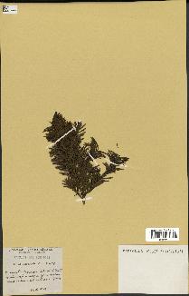 spécimen de Taxus baccata