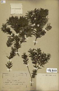 spécimen de Taxus baccata