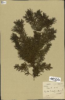 spécimen de Taxus baccata
