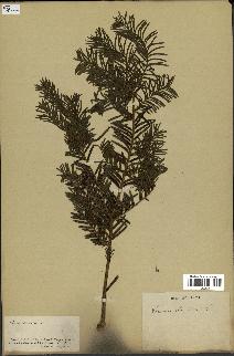 spécimen de Taxus baccata