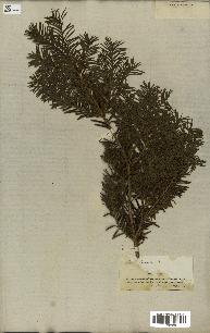 spécimen de Taxus baccata
