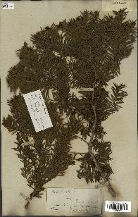 spécimen de Taxus baccata