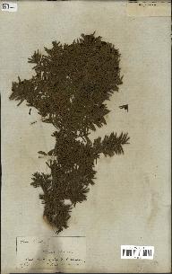 spécimen de Taxus baccata
