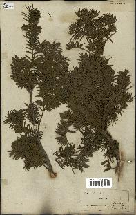 spécimen de Taxus baccata