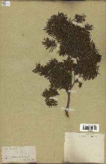 spécimen de Taxus baccata