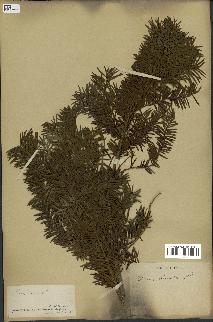 spécimen de Taxus baccata