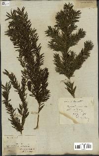 spécimen de Taxus baccata