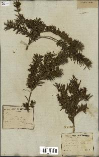 spécimen de Taxus baccata