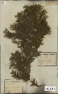 spécimen de Taxus baccata