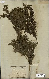 spécimen de Taxus baccata