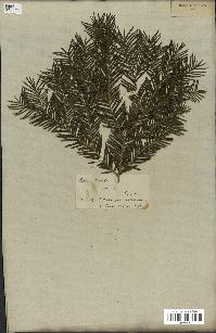 spécimen de Taxus baccata