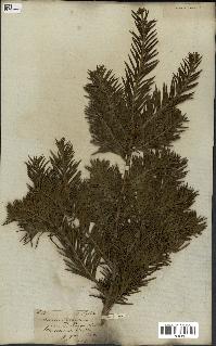 spécimen de Taxus baccata