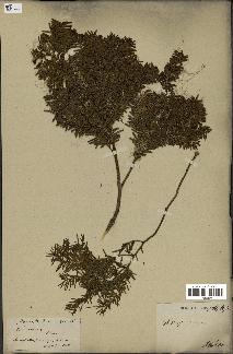 spécimen de Taxus baccata