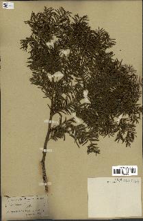 spécimen de Taxus baccata