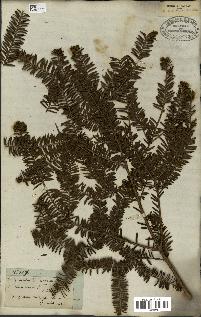 spécimen de Taxus baccata