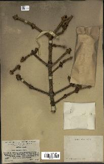 spécimen de Picea asperata
