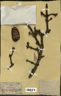 spécimen de Picea asperata