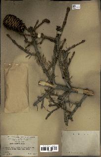 spécimen de Picea asperata