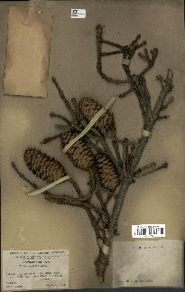 spécimen de Picea asperata
