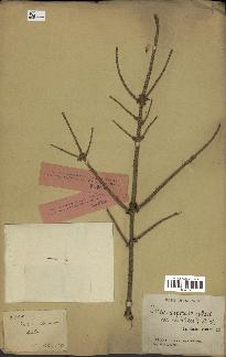 spécimen de Picea asperata