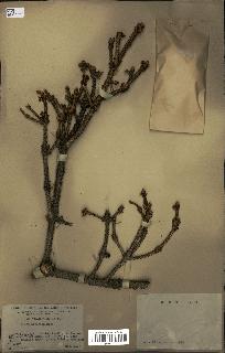 spécimen de Picea asperata